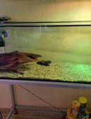 2 Rotwangenschildkröten mit Aquarium und Zubehör in 72218