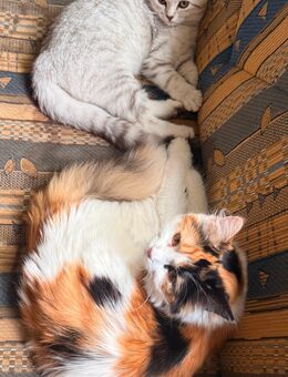 Zwei Rassekatzen nur zusammen zu verkaufen - Leipzig West