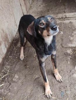 HANS sucht das Glück - Konstanz