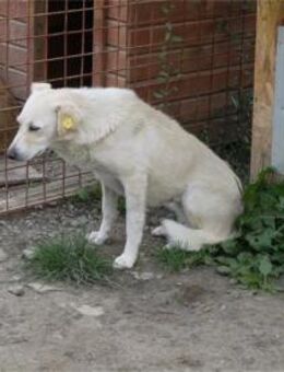 Podiana -Pflegestelle oder Zuhause gesuc - Oberwies