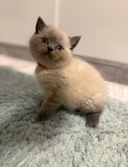 BKH Blue Point und Tabby Point Kitten - Bremen