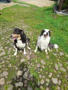 Border Collie Welpen - Finsterwalde Zentrum