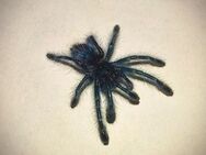 Caribena Versicolor 0.0.200 Deutsche Nachzucht Euskirchen. Nähe Köln - Euskirchen