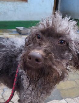 Brownie, wunderbare, gr Pudel-Mix Hündin - Köln