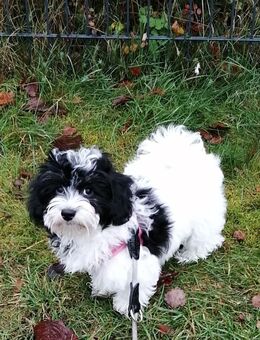 2 Wunderschöne Maltipoo Welpen - Winsen (Aller)