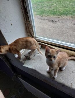 2 Bauernhof Kater - Stadelhofen