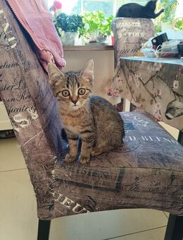 BKH Mix Kitten Junge - Kolkwitz