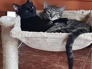 Dani&Leo-Süße Kittenjungs suchen Zuhause - Bad Camberg