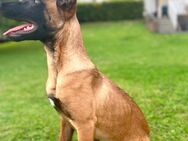 Malinois Rüde 6 Monate - Löhne