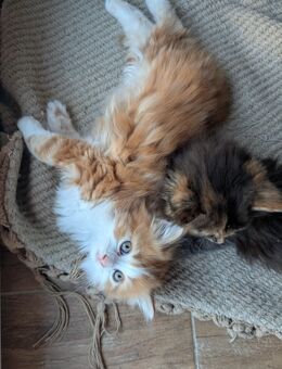 Kuschelige süße BKH Ragdoll Mix Kitten - Oberschneiding