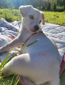 Junghund Jack Russel Mischling 6 Monate - Borna