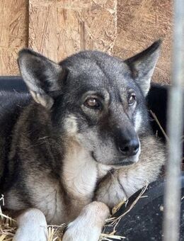 Jordy ist eine treue Seele 🐾 - Elsdorf (Nordrhein-Westfalen)