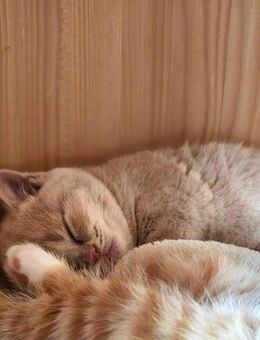 Bkh Kitten mit Stammbaum - Bönen