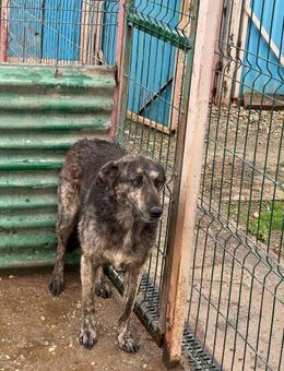 CHICO sucht so sehr ein Zuhause - Neuberg