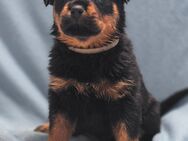 Rottweiler Welpen - Dernbach (Landkreis Südliche Weinstraße)