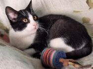Verschmuster Kater Lyon - Karlsruhe