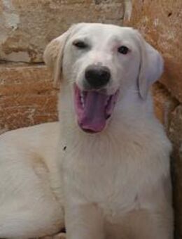 Linda sucht ihre Menschen - Fronreute