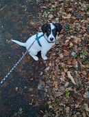 Welpe sucht Zuhause in 31089