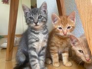 4 kitten suchen ein neues zuhause - Wachtberg