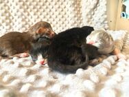 Kitten Perser X British langhaar mix - Moers