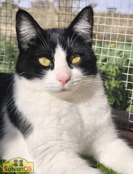 Die liebe junge Kätzin Bastet - Bad Camberg