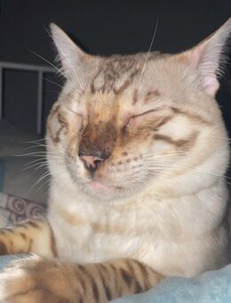 Kater Filou - Biedenkopf