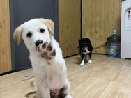 Süßer Jjanggu sucht Zuhause oder PS ♥ - Ebstorf (Klosterflecken)