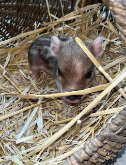 Microschweine, Minischweine - Rosendahl
