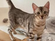 Bengalkatze Silver Black spottet Tabby - Karlsruhe