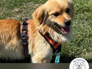 Chip 248900: Hundekind sucht ein Zuhause - Kirchzell
