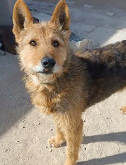 Hidalgo ein Traumhund Alb - Ludwigshafen (Rhein)