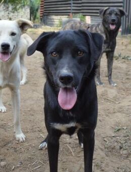 Carolina auf Pflegestelle in NRW - Bad Vilbel