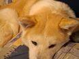 Akita inu Hündin in 55606