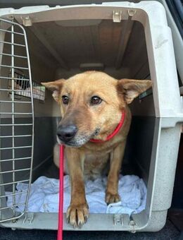 Fanni 2,5-jährige Mischlingshündin - Kassel