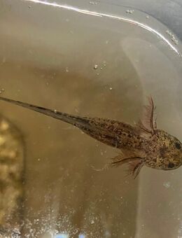 Axolotl - Freiberg (Neckar)