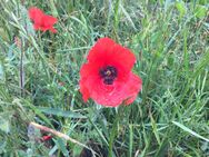 Roter Saatmohn Mohnsamen Gartenklassiker Bienen Mohnwiese Mohnpflanzen Mohn Saat-Mohn orange rote Blüten Feldrand sommerliche wildflower Blume Saatgut Geschenk flower SWR Vatertag - Pfedelbach