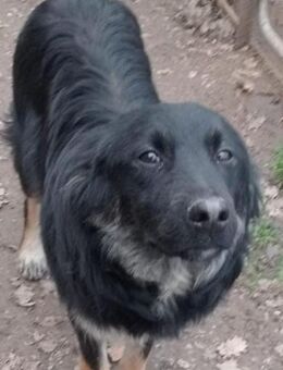 BUFFO 💙💙💙 absoluter Mitmachhund - Bad Karlshafen
