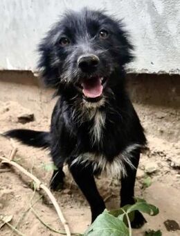 Magnus-vom Familienhund zum Niemandshund - Koblenz