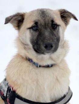 Ruhige Arina ist für ruhige Menschen - Bad Bevensen