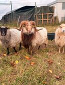 Schaf, Skudde, Skuddenbock, Schafbock in 09119