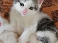 Katze Kitten Katzenmädchen in liebevolle Hände abzugeben - Wolkenstein