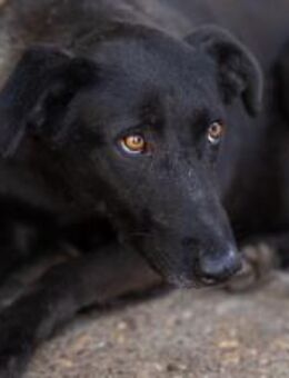 Schwarze Schönheit Rhodica - München
