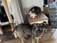 Kiki, neugieriger Junghund sucht Familie - Unterföhring