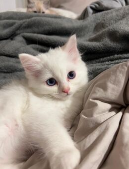 Schneeweiße BLH Kitten (blaue Augen) - Leipzig Südost