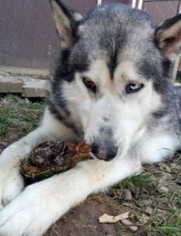 MAX hat ein schönes Zuhause verdient - Gefrees