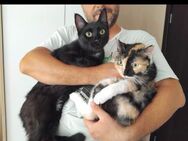 🌟Traumpaar Nero & Jenny🌟 - Eislingen (Fils)