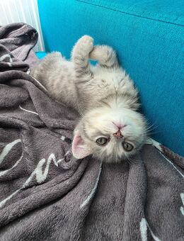 Bkh kitten reinrassig abzugeben - Gelsenkirchen