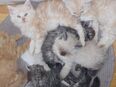 Main Coon Perser Kitten 12 Wochen in 24972