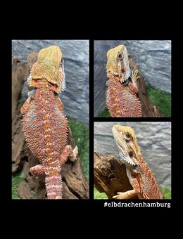 No.5 High Red Blue Bartagame female (pogona vitticeps) NZ April 2025 - Hamburg Wandsbek