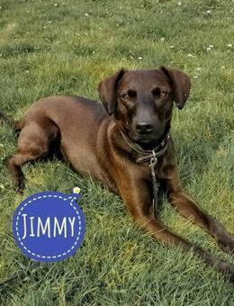 Jimmy braucht ein neues Zuhause - Flörsheim-Dalsheim